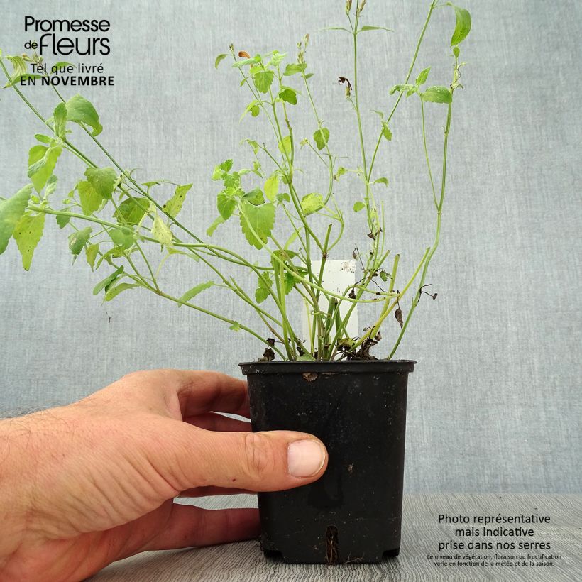 Example of Agastache aurantiaca Apricot Sprite - Duftnessel Kleine Töpfe von 8/9 cm as you get in automne