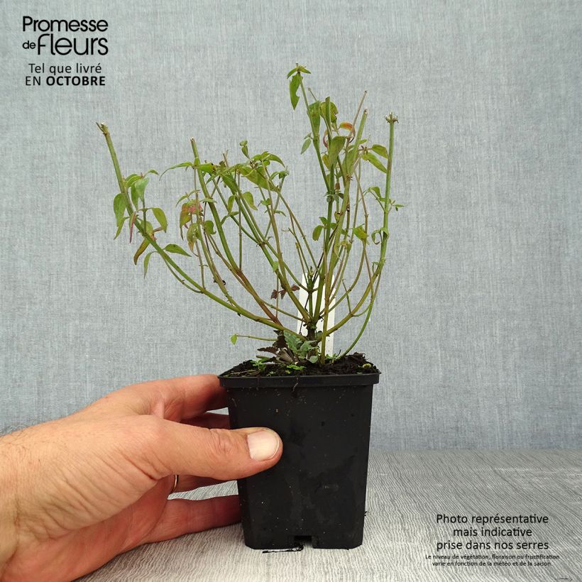 Example of Agastache barberi Firebird - Duftnessel Kleine Töpfe von 8/9 cm as you get in automne