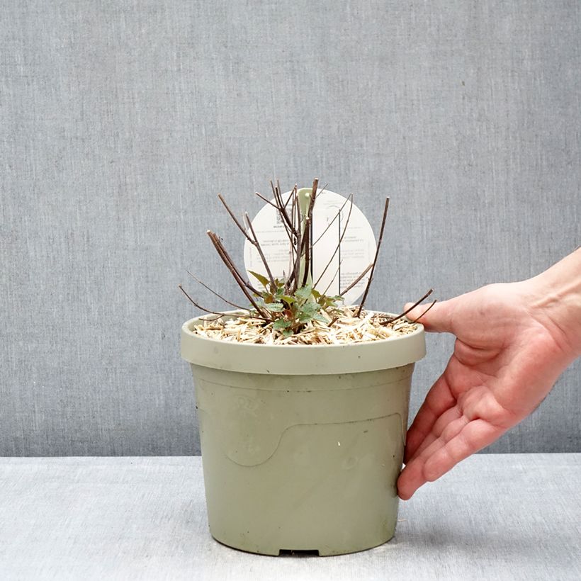 Exemplar von Agastache Beelicious Pink - Duftnessel Topf mit 3L/4L wie im Winter geliefert