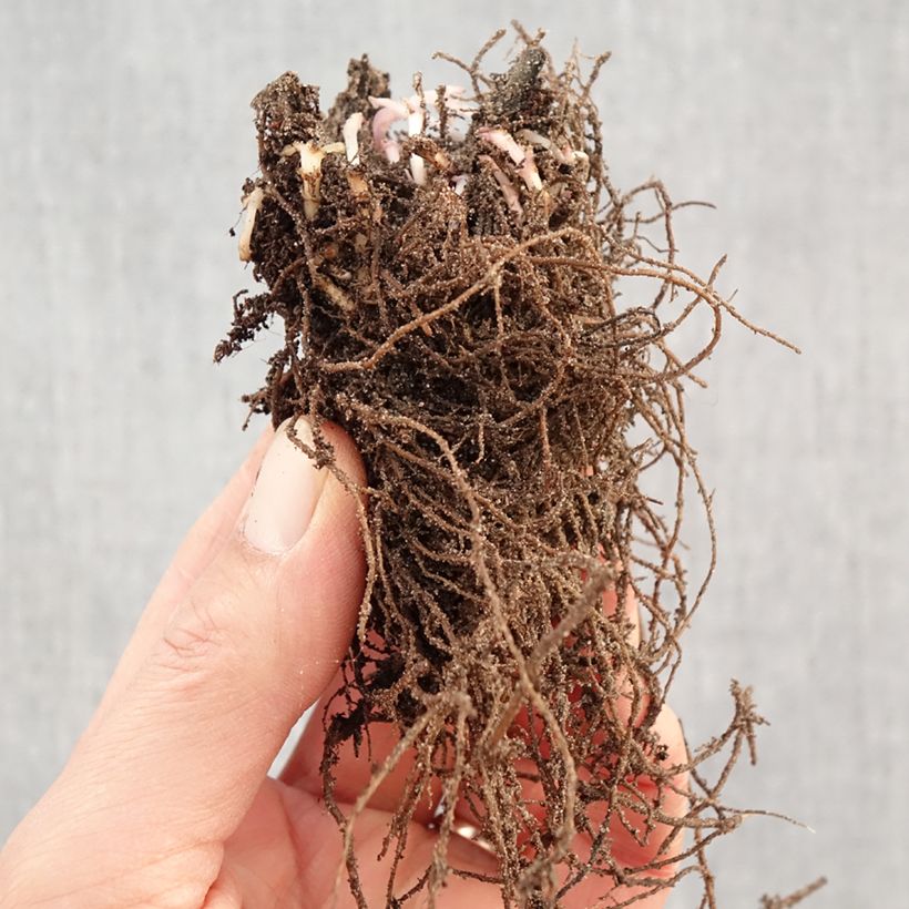 Exemplar von Agastache foeniculum Black Adder - Duftnessel Wurzelnackt wie im Winter geliefert