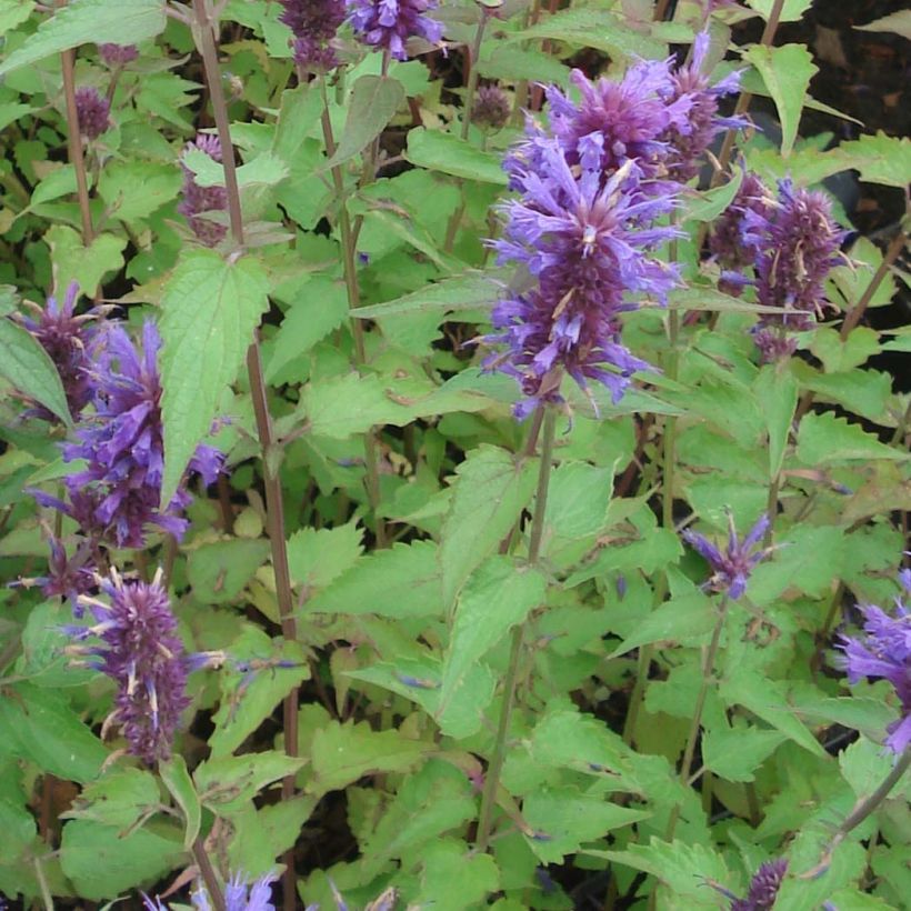 Agastache Blue Boa - Duftnessel (Foliage)