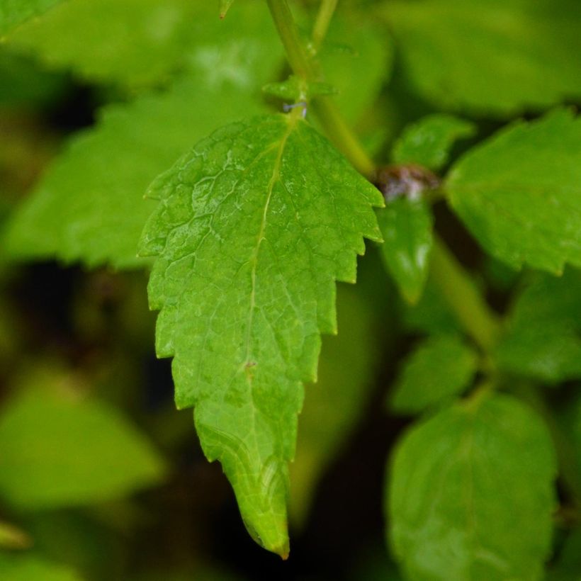 Agastache Blue Fortune - Duftnessel (Foliage)