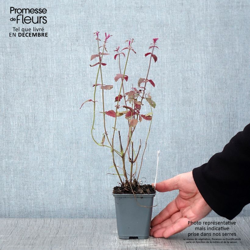 Example of Agastache cana - Duftnessel Kleine Töpfe von 8/9 cm as you get in automne