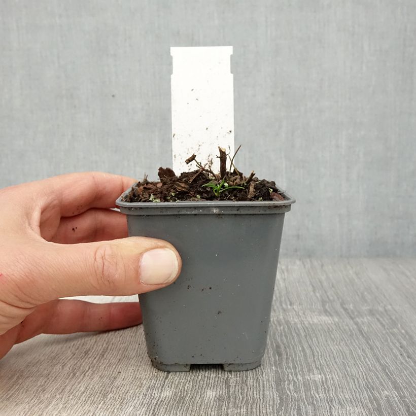 Exemplar von Agastache cana - Duftnessel Kleine Töpfe von 8/9 cm wie im Frühjahr geliefert