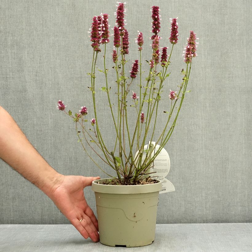 Exemplar von Agastache Crazy Fortune Pot de 3L/4L wie im Sommer geliefert