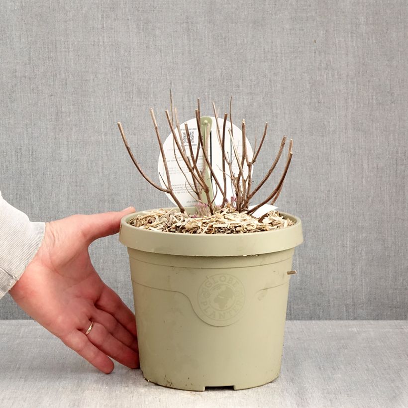 Exemplar von Agastache Crazy Fortune - Duftnessel Topf mit 3L/4L wie im Winter geliefert