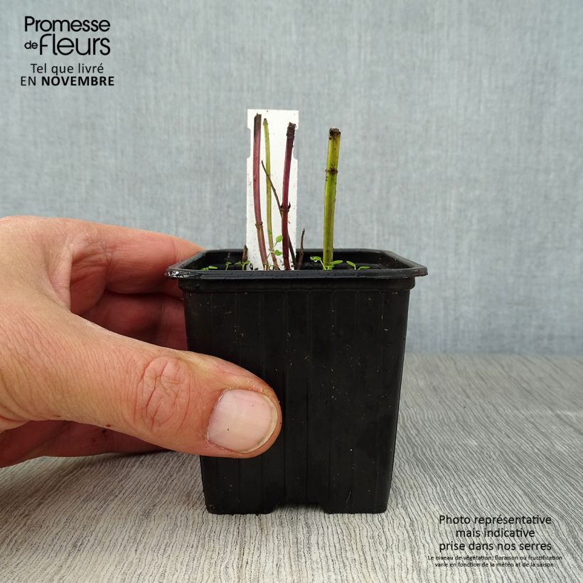 Example of Agastache foeniculum - Duftnessel Kleine Töpfe von 8/9 cm as you get in automne