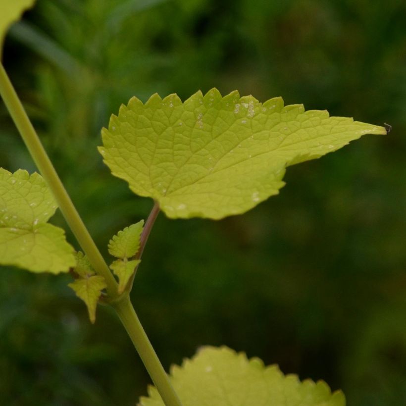 Agastache foeniculum Golden Jubilee - Duftnessel (Foliage)