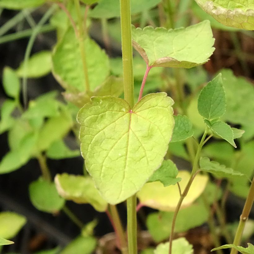 Agastache Beelicious Purple ‘Agapd’ - Duftnessel (Foliage)