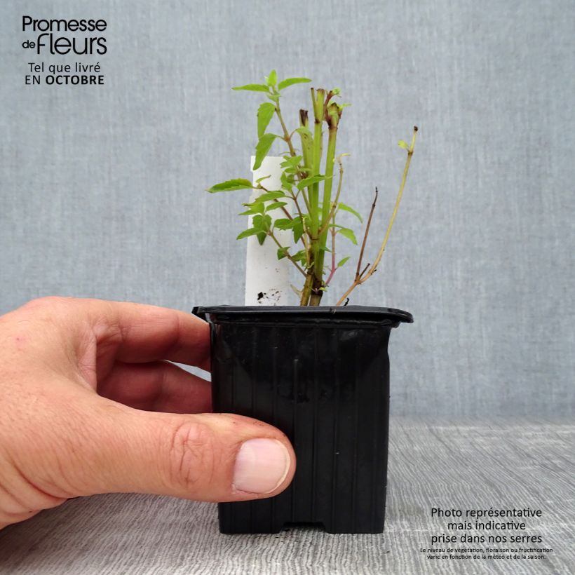 Example of Agastache Kolibri - Duftnessel Kleine Töpfe von 8/9 cm as you get in automne