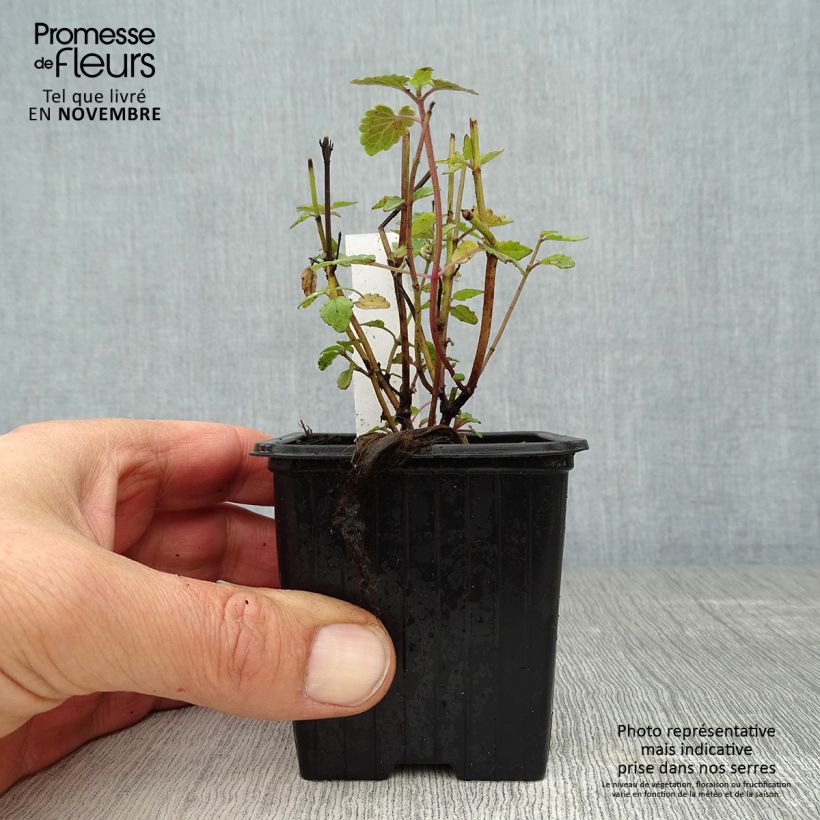 Example of Agastache Kudo's Coral - Duftnessel Kleine Töpfe von 8/9 cm as you get in automne