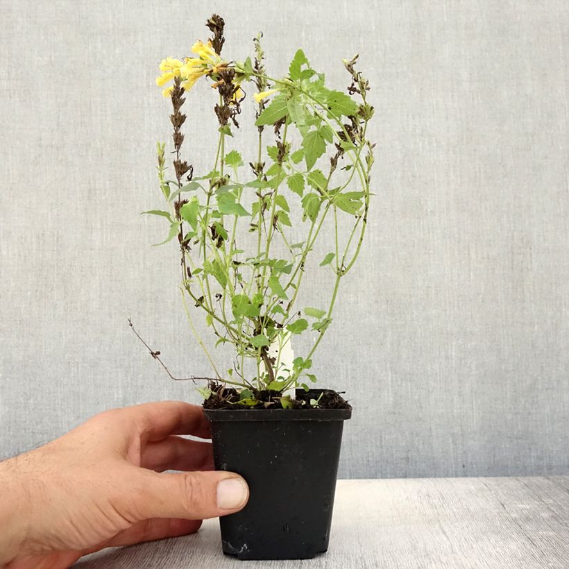 Example of Agastache Kudos Gold - Duftnessel Kleine Töpfe von 8/9 cm as you get in automne
