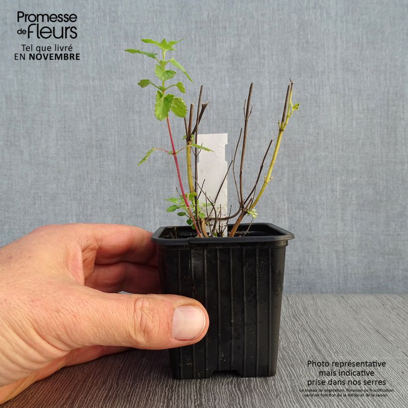 Example of Agastache Kudos Yellow - Duftnessel Kleine Töpfe von 8/9 cm as you get in automne