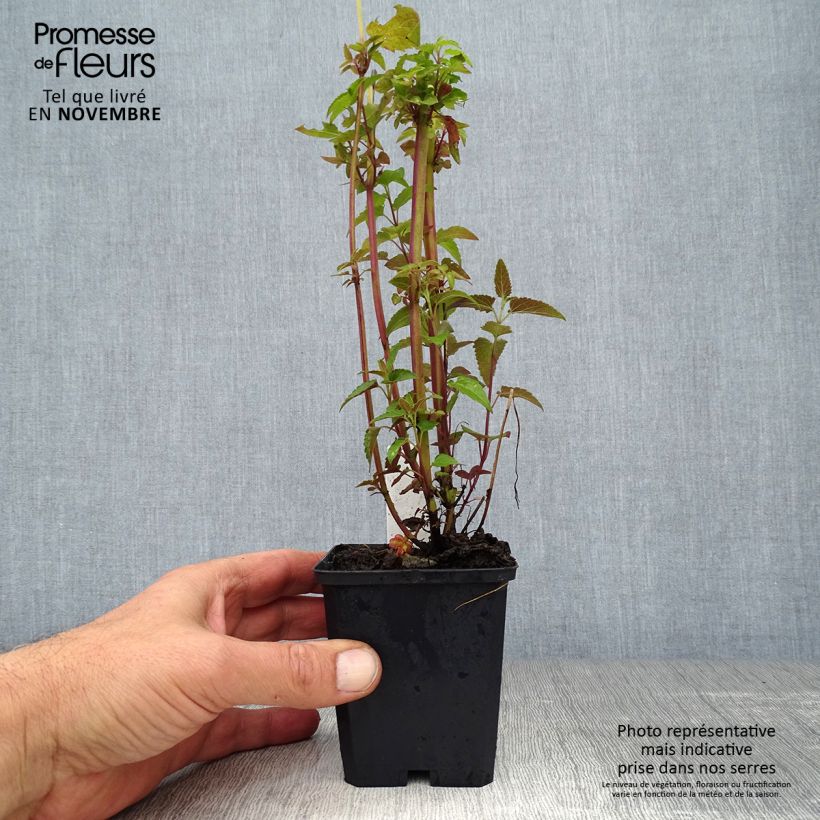 Example of Agastache mexicana Red Fortune - Duftnessel Kleine Töpfe von 8/9 cm as you get in automne