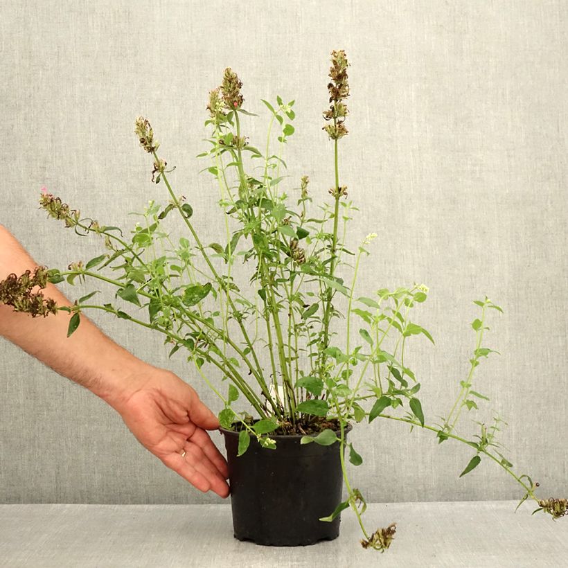 Example of Agastache mexicana Red Fortune - Duftnessel Topf mit 2L/3L as you get in ete
