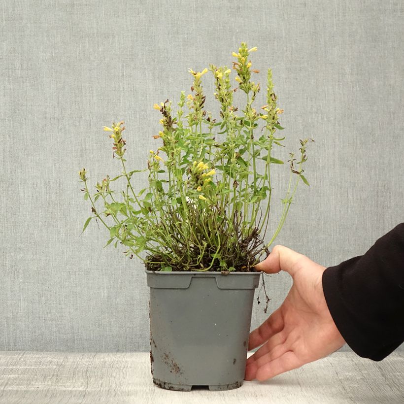 Example of Agastache Poquito Butter Yellow - Duftnessel Topf mit 2L/3L as you get in automne