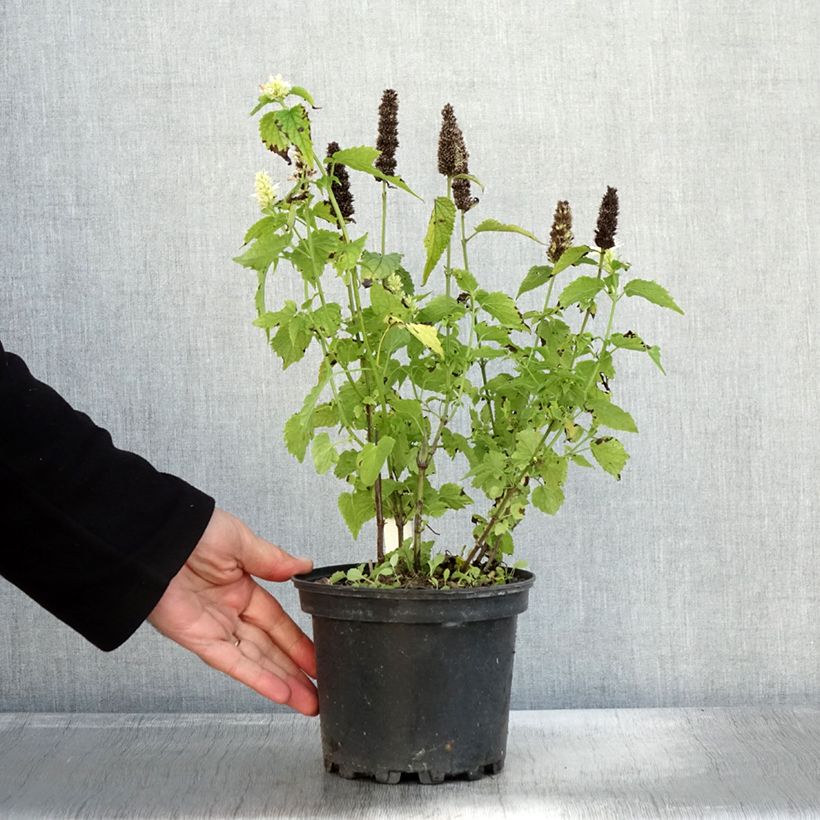Example of Agastache rugosa Alabaster - Duftnessel Topf mit 2L/3L as you get in automne
