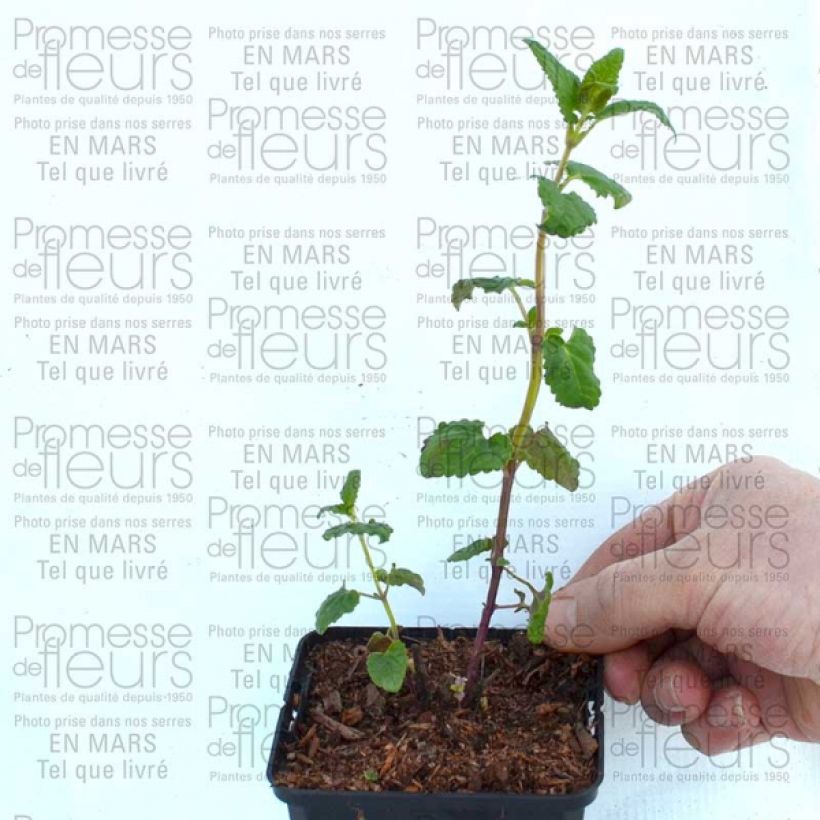 Example of Agastache Summer Love® en godet 8/9cm as you get