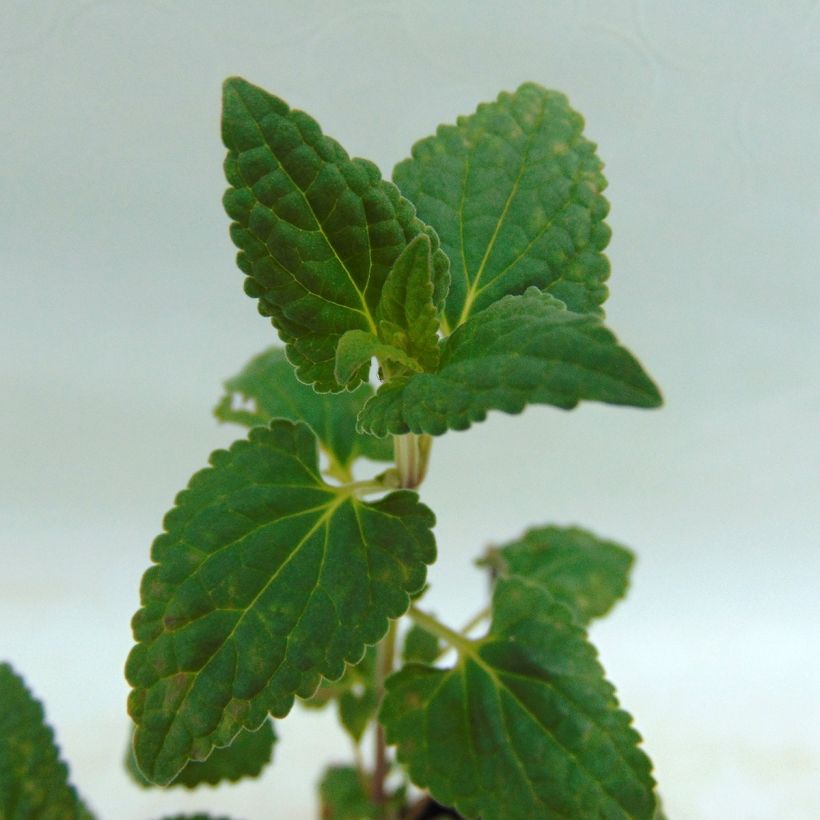 Agastache Summer Love® - Duftnessel (Foliage)