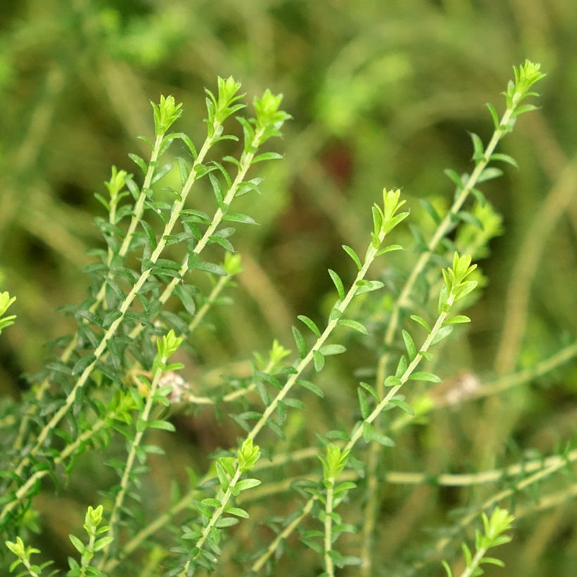 Agathosma capensis - Buchu (Foliage)
