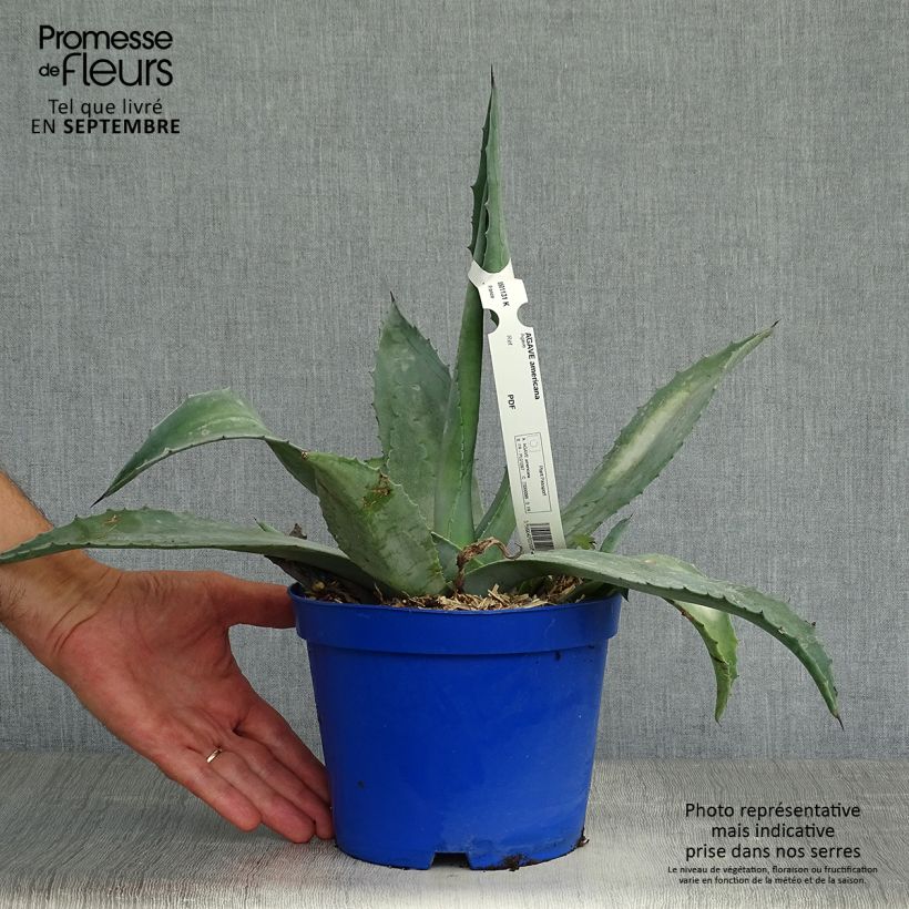 Example of Agave americana - Amerikanische Agave Topf mit 2L/3L as you get in automne