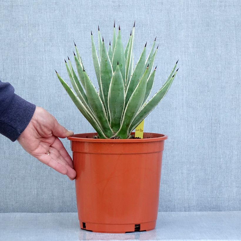 Example of Agave angustifolia Marginata - Schmalblättrige Agave Topf mit 4L/5L as you get in automne