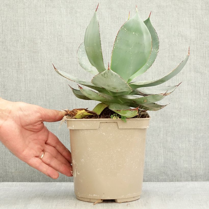 Example of Agave celsii Nova Topf mit 3L/4L as you get in ete
