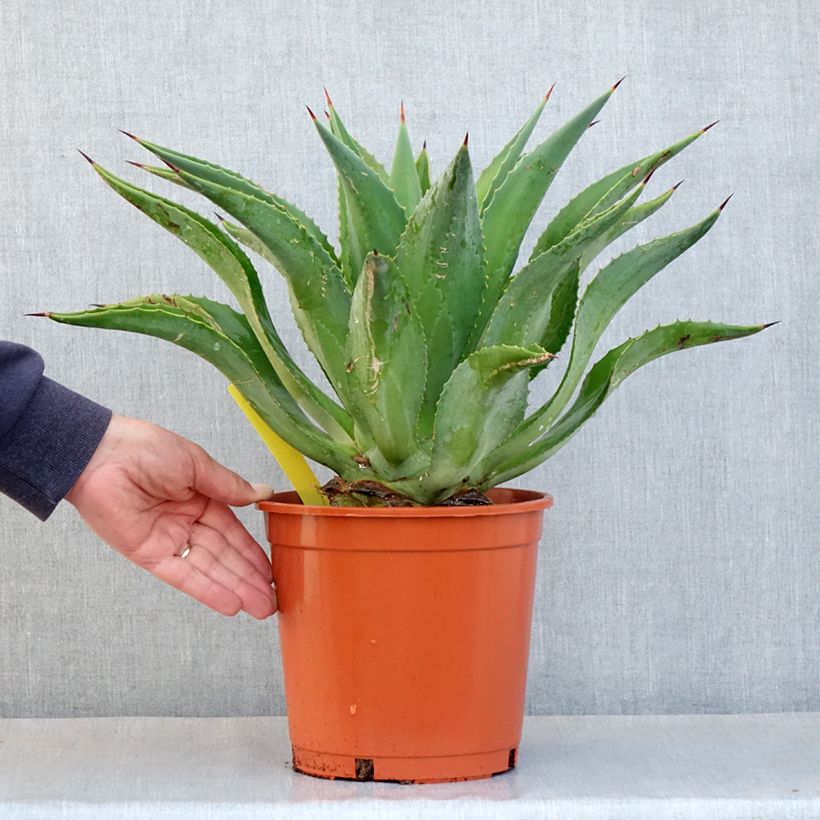 Example of Agave desmetiana Topf mit 4L/5L as you get in automne