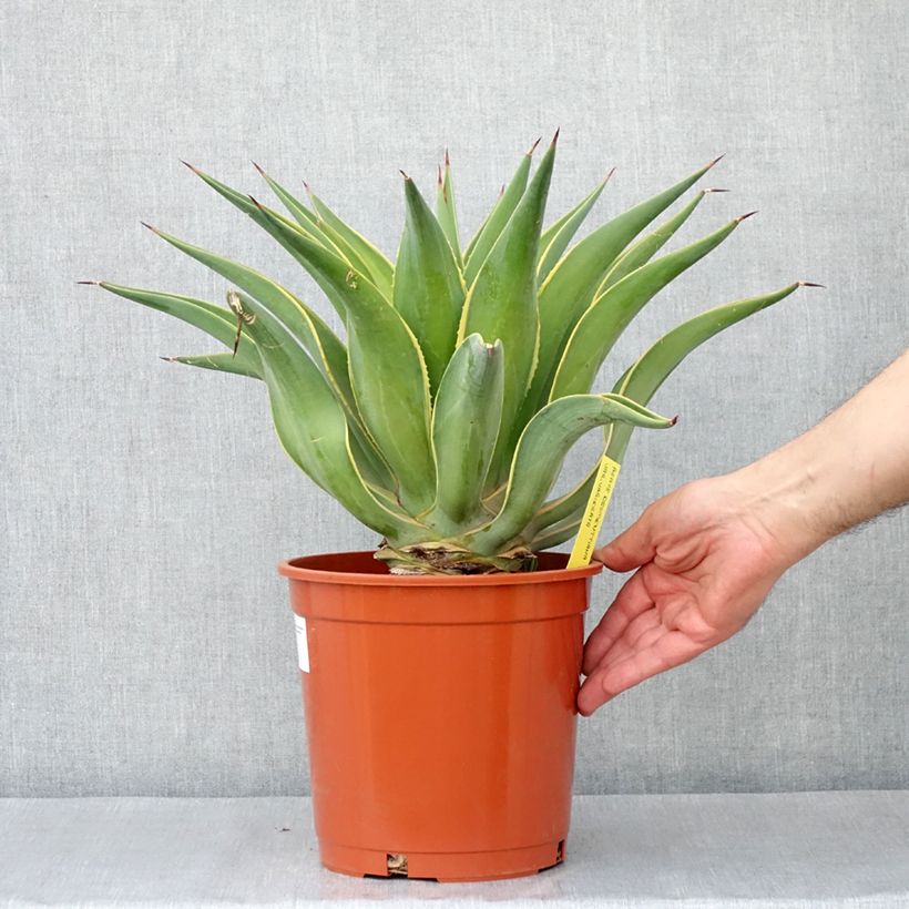 Example of Agave desmetiana Variegata Topf mit 4L/5L as you get in automne