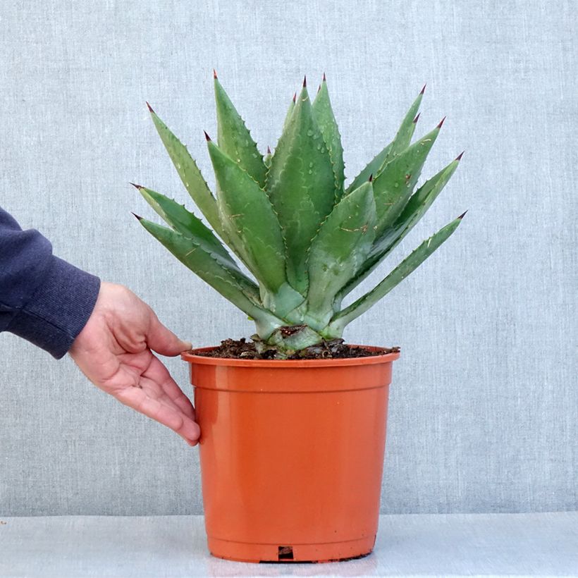 Example of Agave fourcroydes Topf mit 4L/5L as you get in automne