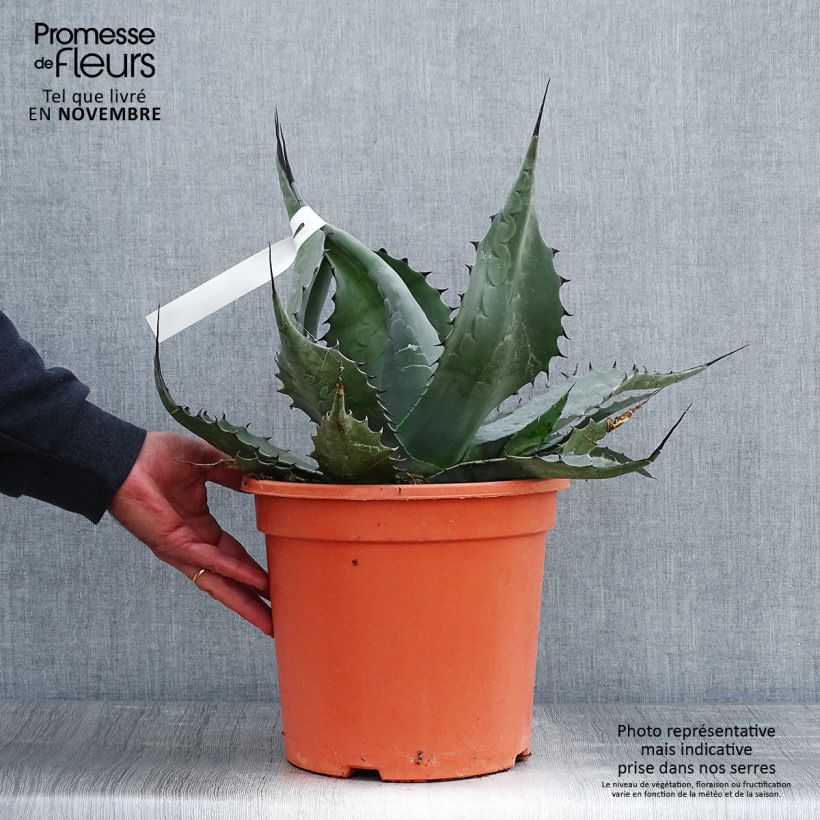 Example of Agave havardiana Topf mit 7,5L/10L as you get in automne