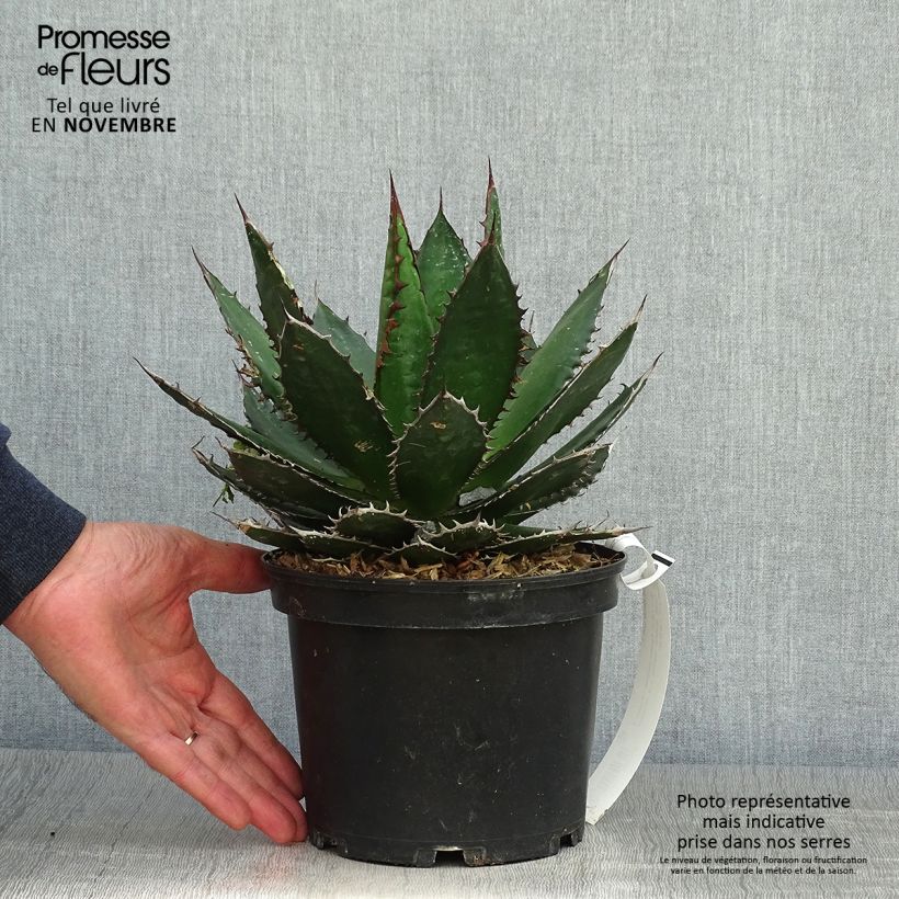 Example of Agave horrida Topf mit 3L/4L as you get in automne