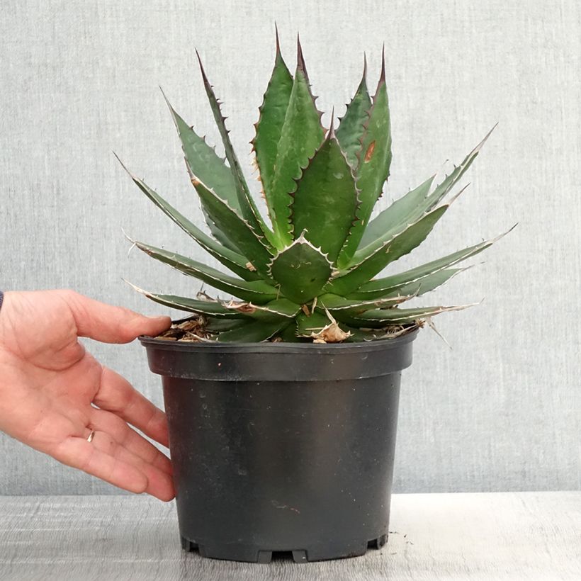 Exemplar von Agave horrida Topf mit 3L/4L wie im Frühjahr geliefert
