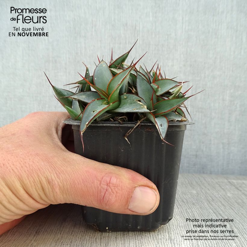Example of Agave impressa Impressive Kleine Töpfe von 8/9 cm as you get in automne