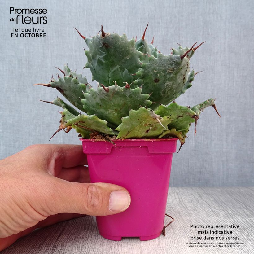 Example of Agave isthmensis Topf 10 cm/11cm as you get in automne