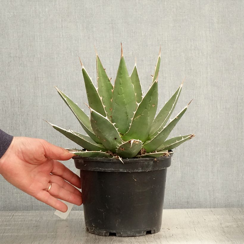 Exemplar von Agave kerchovei Topf mit 3L/4L wie im Frühjahr geliefert