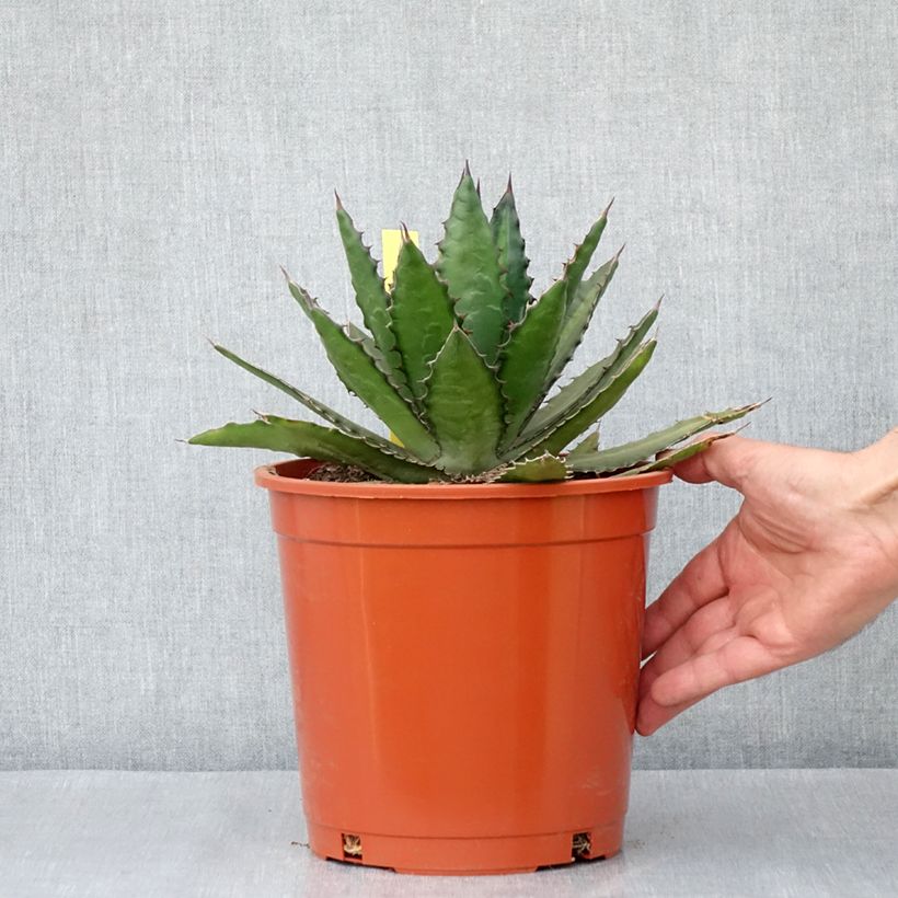 Example of Agave lophantha Topf mit 4L/5L as you get in automne