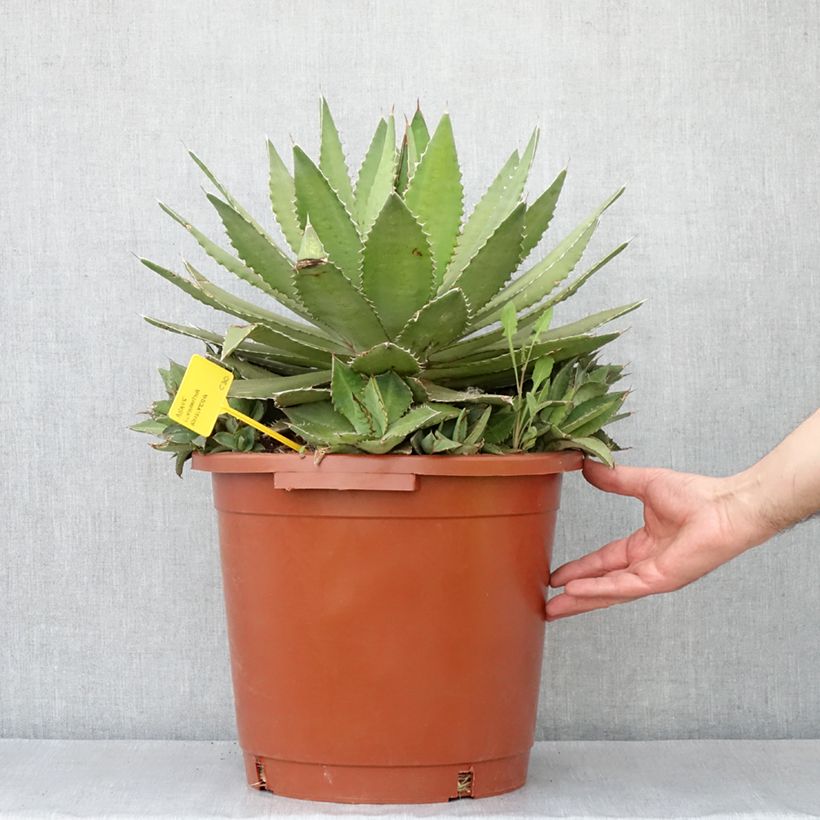 Example of Agave lophantha Ensifera Topf mit 12L/15L as you get in automne