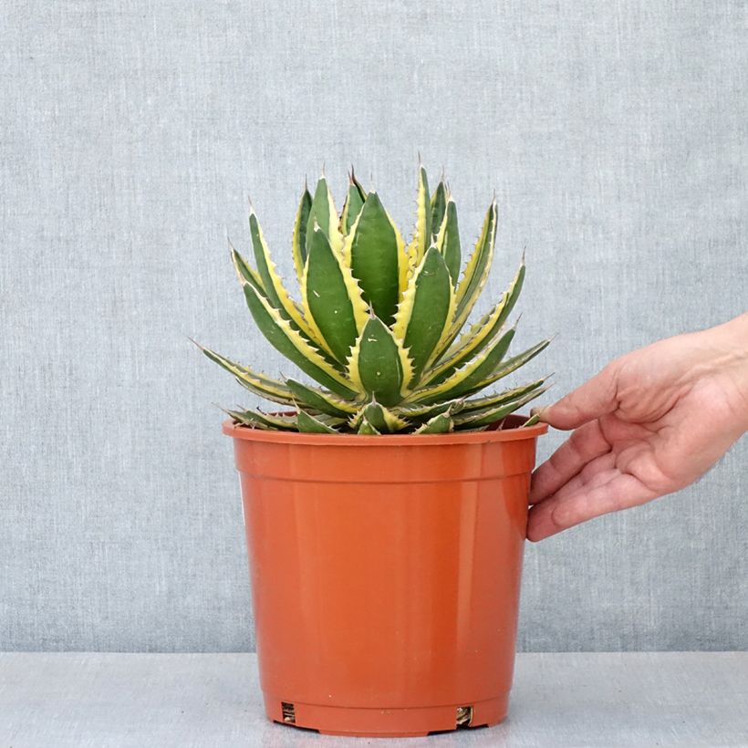 Example of Agave lophantha Quadricolor Topf mit 4L/5L as you get in printemps