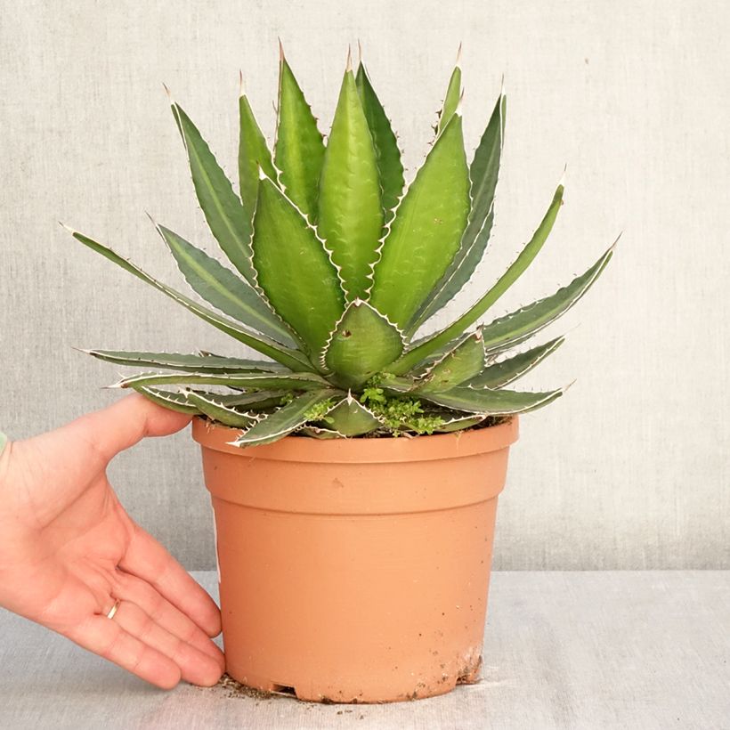 Exemplar von Agave lophantha Splendida Topf mit 3L/4L wie im Winter geliefert