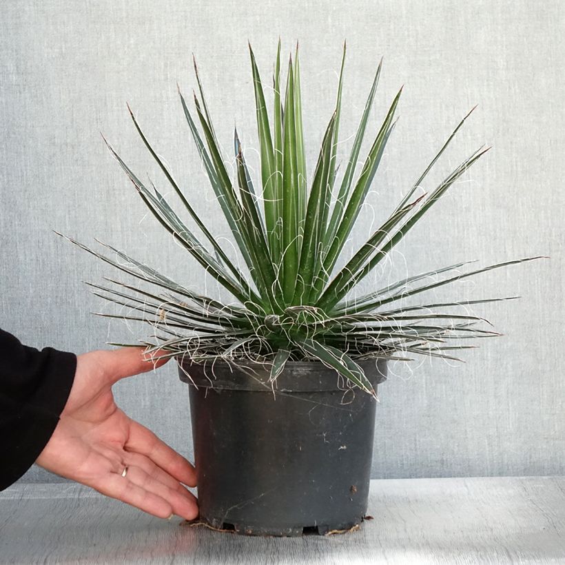 Example of Agave multifilifera Topf mit 3L/4L as you get in automne