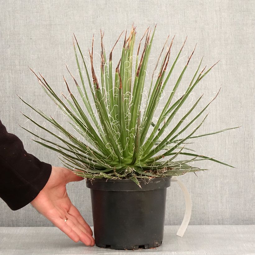 Exemplar von Agave multifilifera Topf mit 3L/4L wie im Winter geliefert