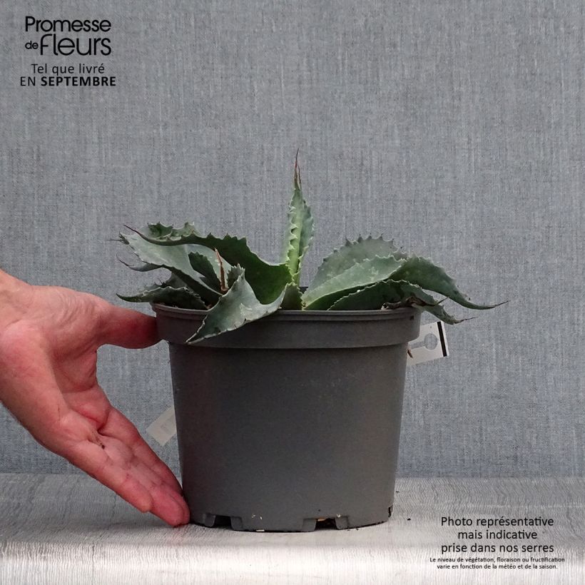 Example of Agave ovatifolia Topf mit 3L/4L as you get in automne