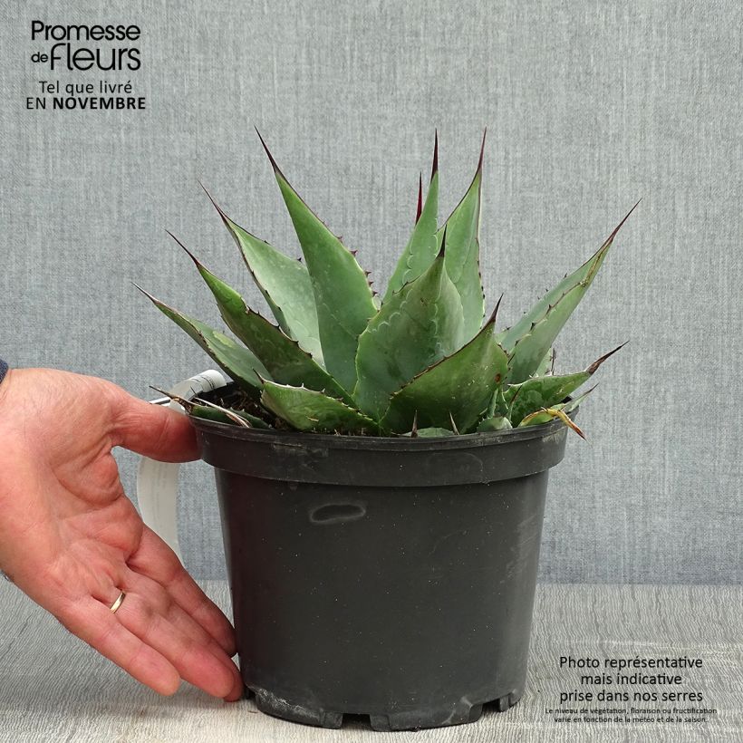 Example of Agave parrasana Topf mit 3L/4L as you get in automne