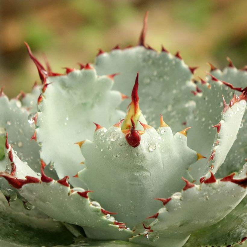 Agave potatorum Kichiokan (Laub)
