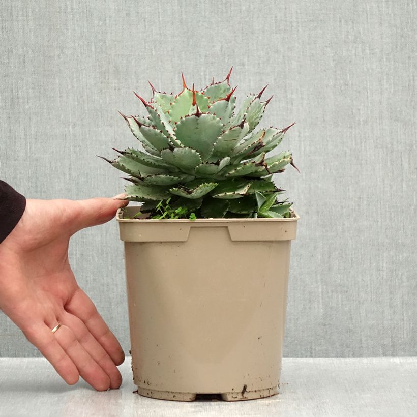 Exemplar von Agave potatorum Kichiokan Topf mit 3L/4L wie im Herbst geliefert