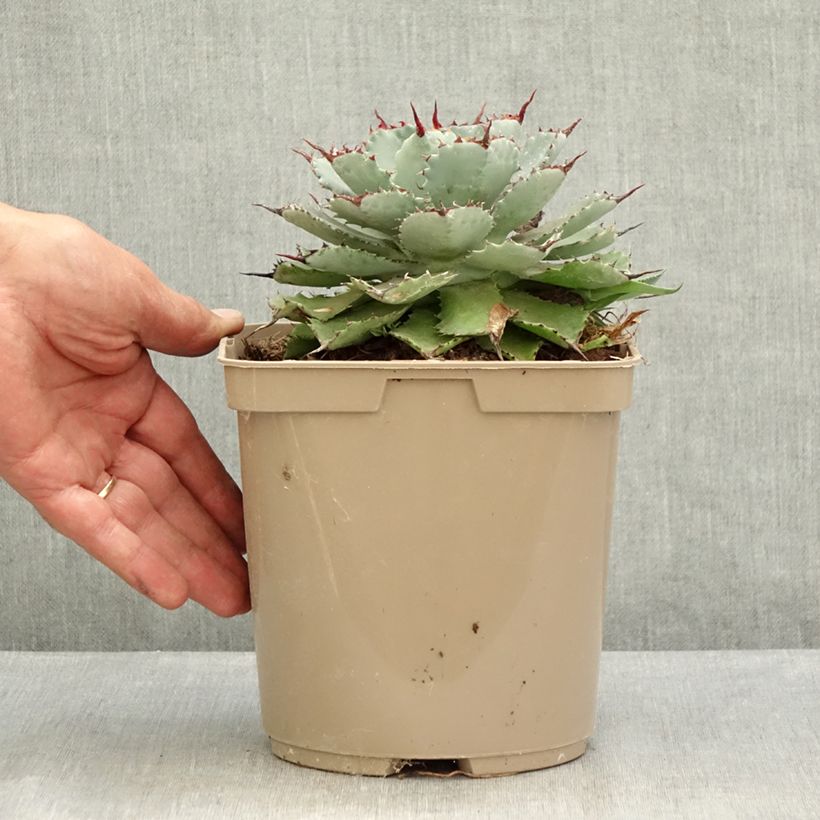 Example of Agave potatorum Kichiokan Topf mit 3L/4L as you get in ete