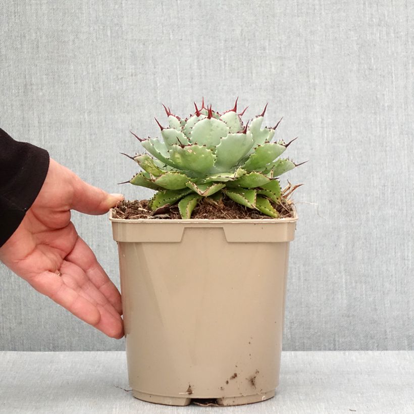 Exemplar von Agave potatorum Kichiokan Topf mit 3L/4L wie im Winter geliefert