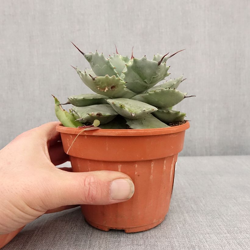 Exemplar von Agave potatorum var. verschaffeltii Topf mit 2L/3L wie im Winter geliefert