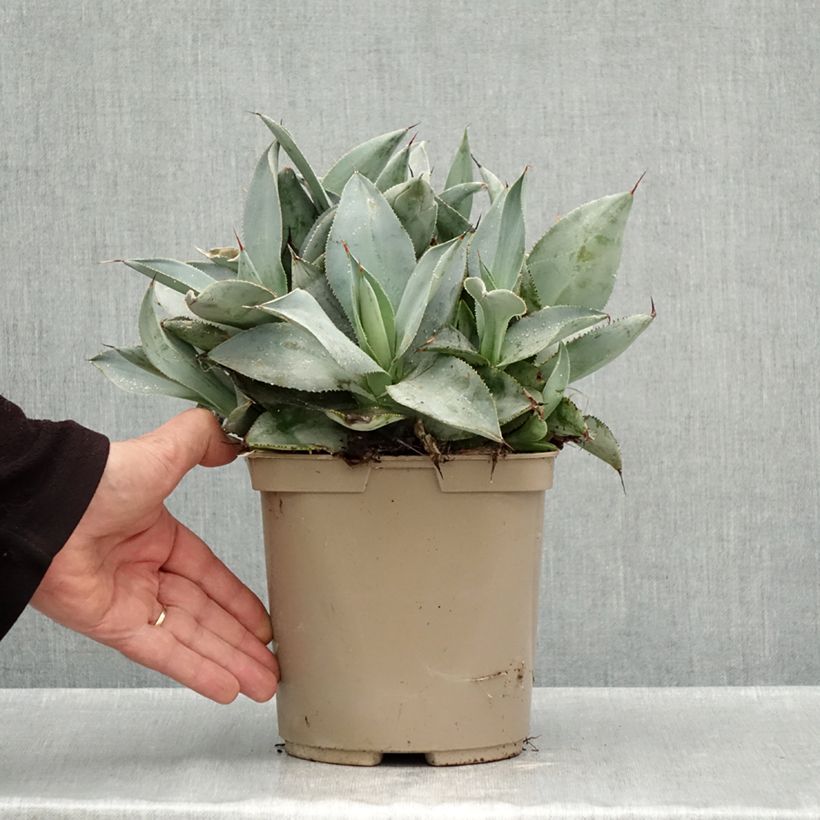 Exemplar von Agave pygmae Dragon Toes Topf mit 3L/4L wie im Herbst geliefert